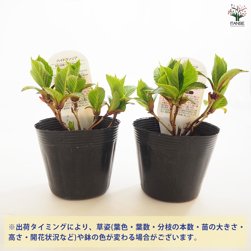 アジサイ パリジェンヌ 【花木苗 3.5号】｜ 【植物のITANSE