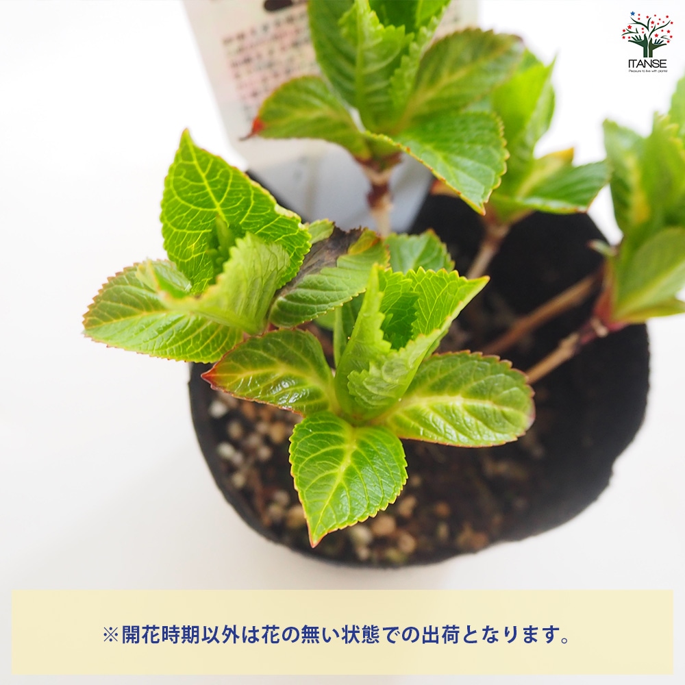 アジサイ パリジェンヌ 【花木苗 3.5号】｜ 【植物のITANSE