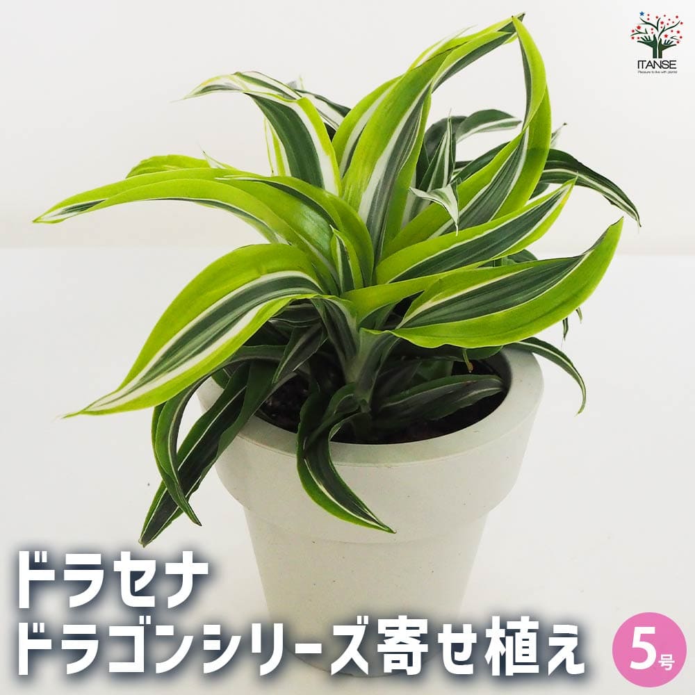 ドラセナ ドラゴンシリーズ寄せ植え 【観葉植物 5号鉢／1個売り