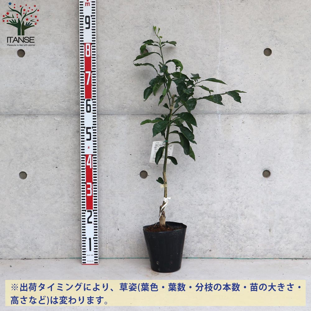 Itanse良品ｾﾚｸﾄ通販