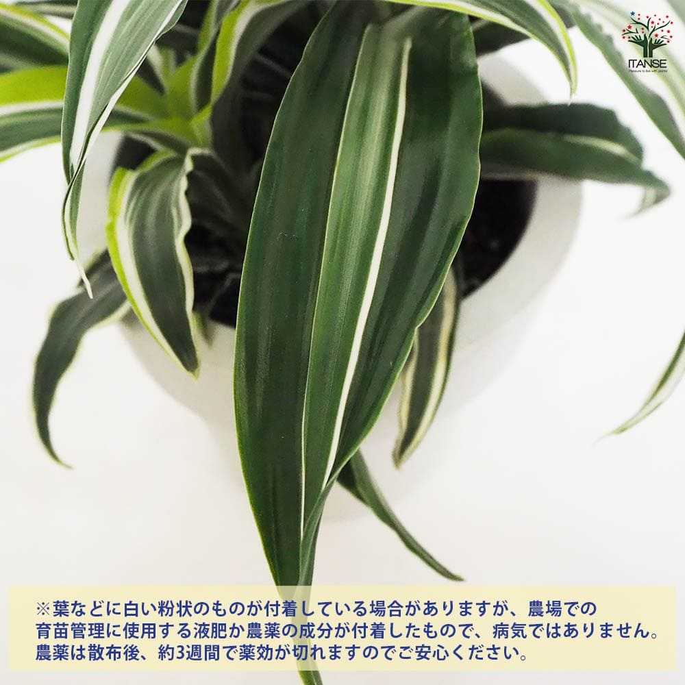 ドラセナ ドラゴンシリーズ寄せ植え 【観葉植物 5号鉢／1個売り