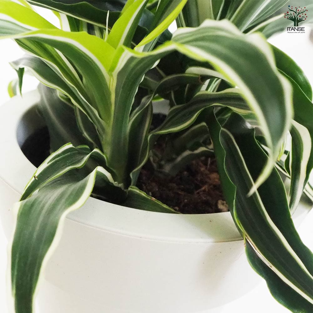ドラセナ ドラゴンシリーズ寄せ植え 【観葉植物 5号鉢／1個売り