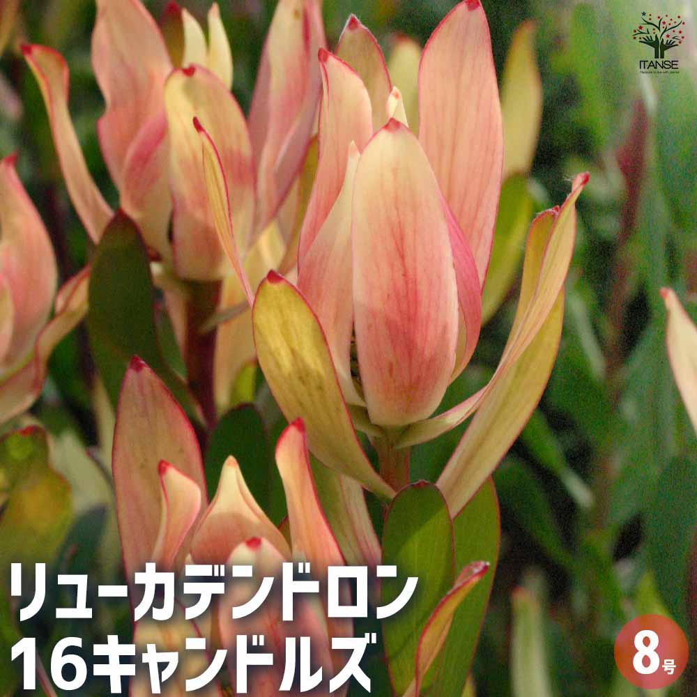 リューカデンドロン 16キャンドルズ 【花木苗 8号／1個売り】｜ 【植物