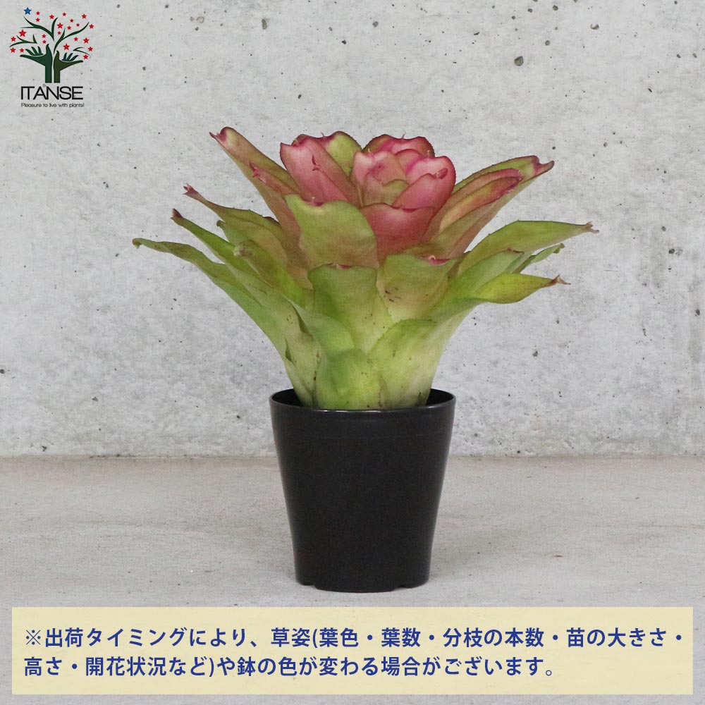 ネオレゲリア・ピンクセンセーション 【観葉植物 5号鉢／1個売り】