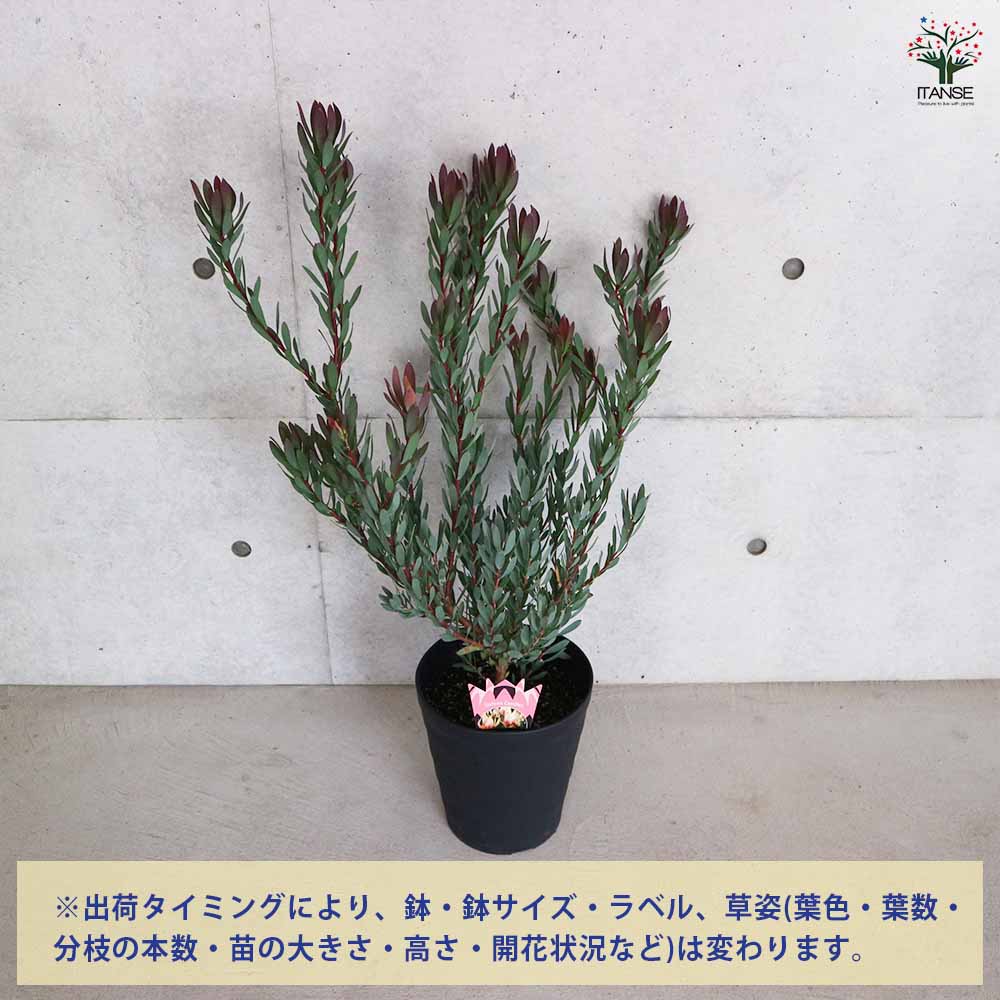 プロテア　ピンクミンク　8号（バンクシア、グレビレア、リューカデンドロン） プロテア ピンクミンク 8号（バンクシア、グレビレア、リューカ