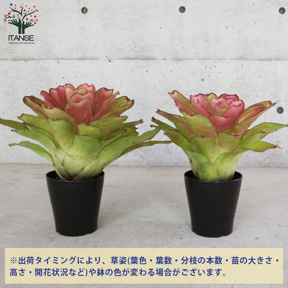 ネオレゲリア・ピンクセンセーション 【観葉植物 5号鉢／1個売り】