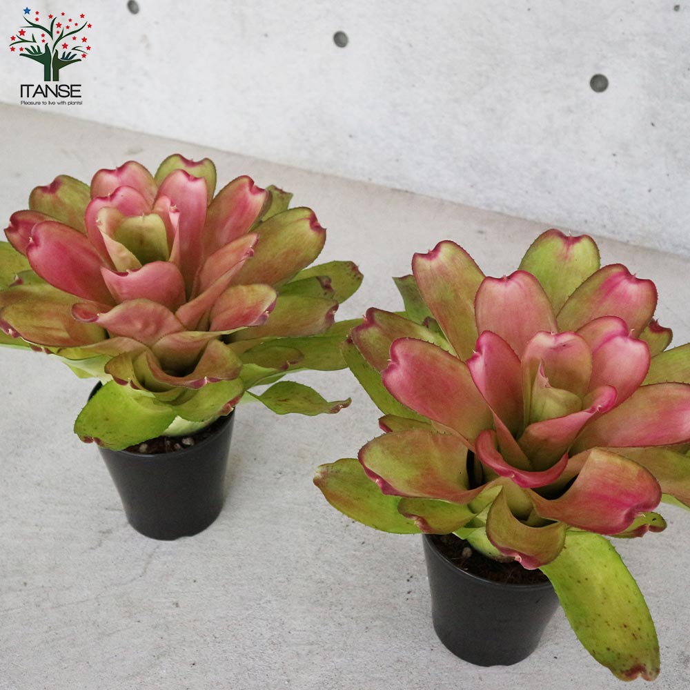 ネオレゲリア・ピンクセンセーション 【観葉植物 5号鉢／1個売り】