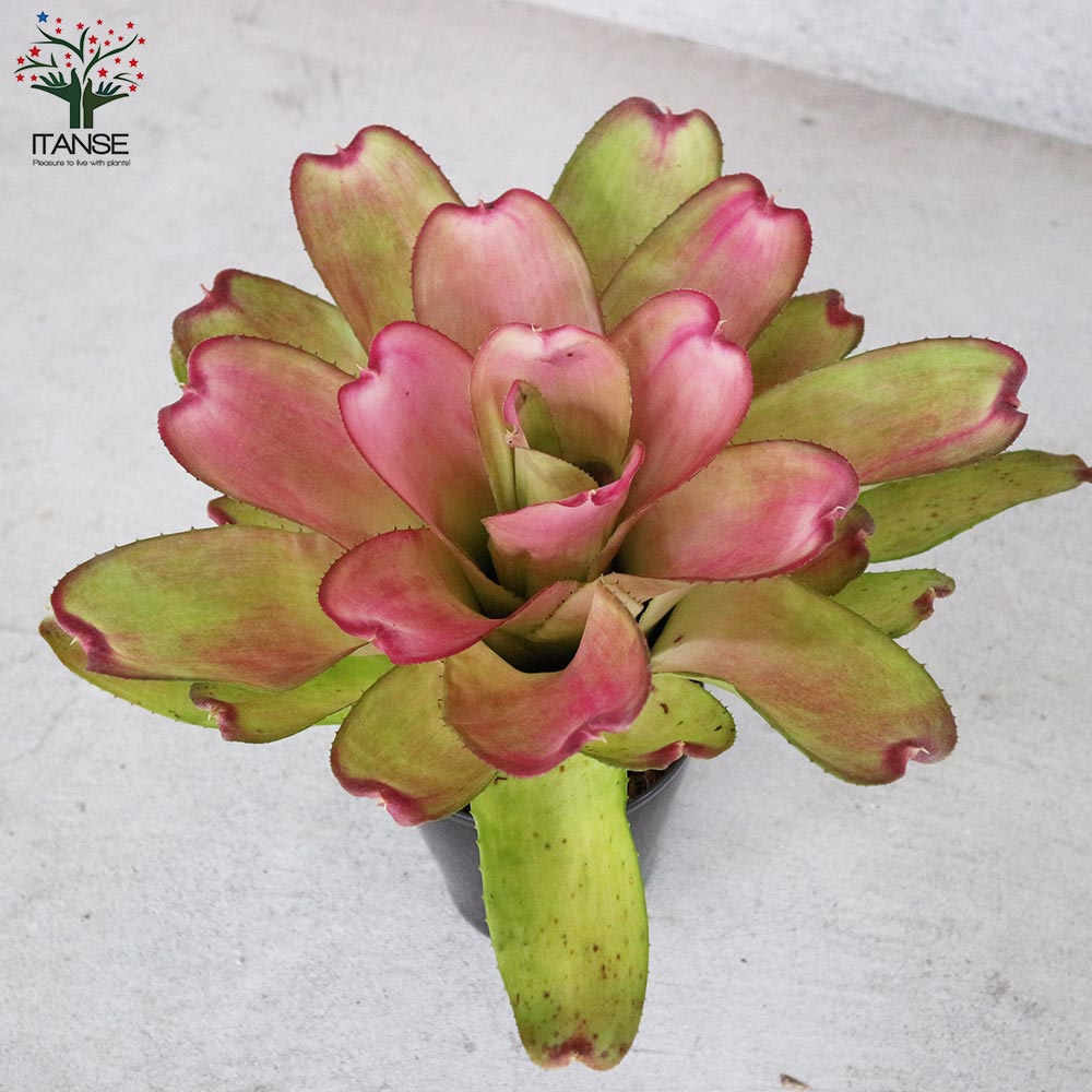 ネオレゲリア・ピンクセンセーション 【観葉植物 5号鉢／1個売り】