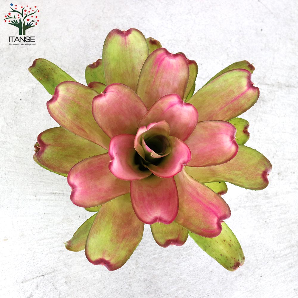 ネオレゲリア・ピンクセンセーション 【観葉植物 5号鉢／1個売り】