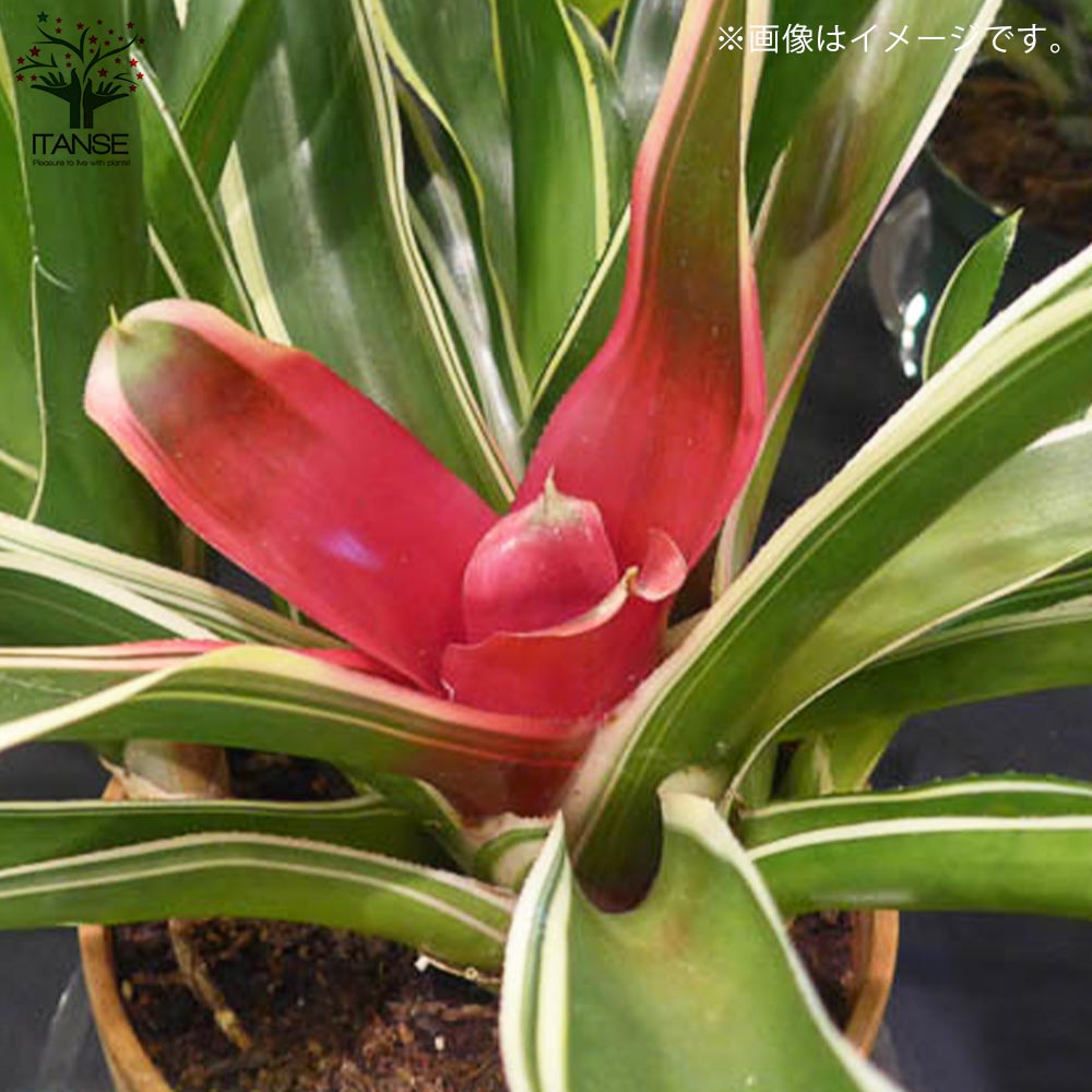 ネオレゲリア・ピンクセンセーション 【観葉植物 5号鉢／1個売り】