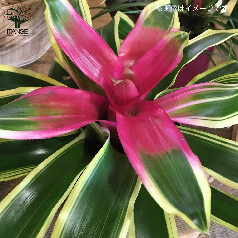 ネオレゲリア・ピンクセンセーション 【観葉植物 5号鉢／1個売り】