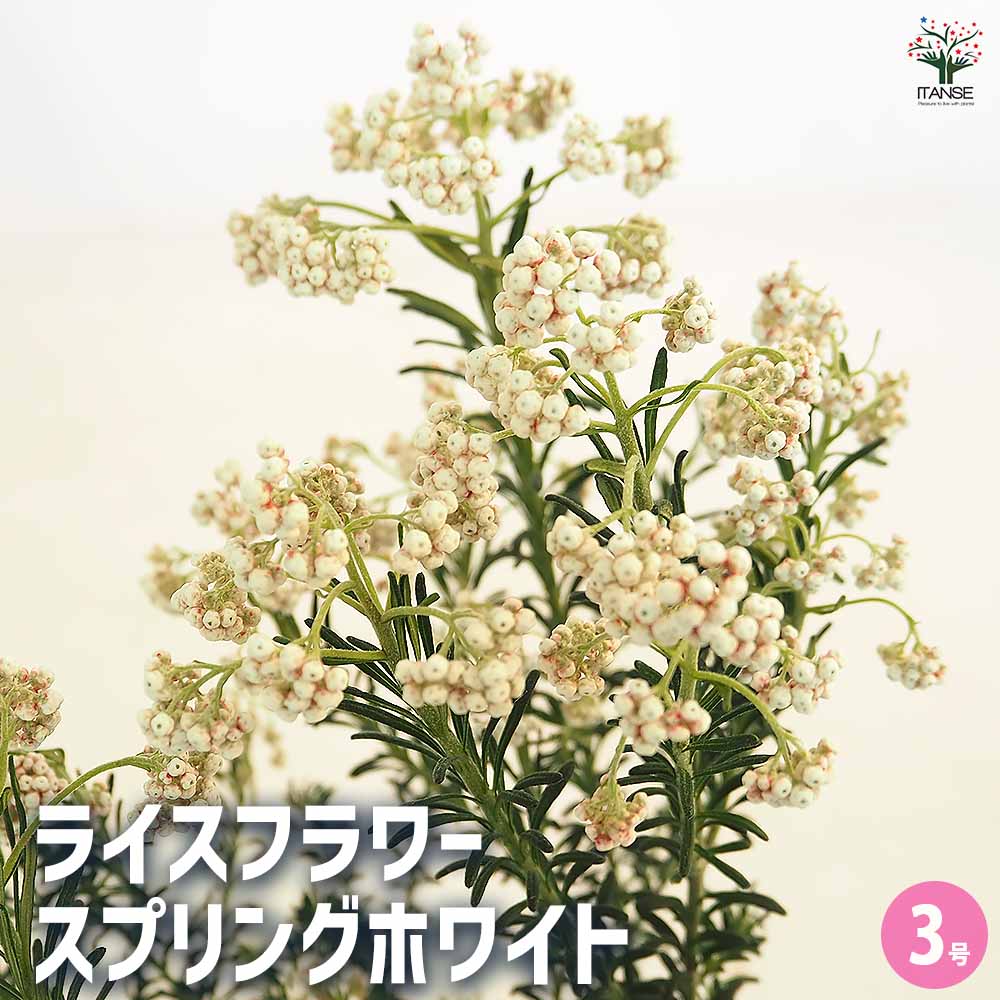 ライスフラワー スプリングホワイト 【花木苗 3号】｜ 【植物の