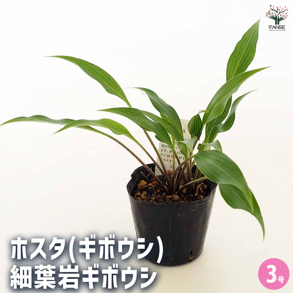 ホスタ(ギボウシ) 細葉岩ギボウシ 【花苗 3号】｜ 【植物の