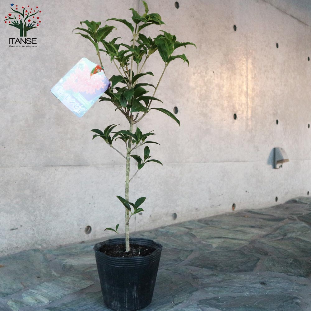 金木犀 キンモクセイ（金木犀）：タンケイ5号ポット の通販 | 園芸ネット