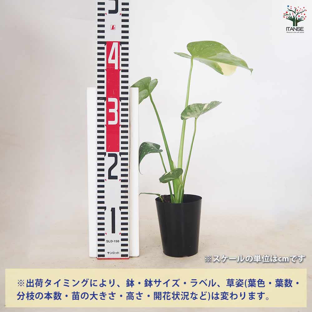 モンステラ タイコンステレーション 【観葉植物 3~4号/1個売り】