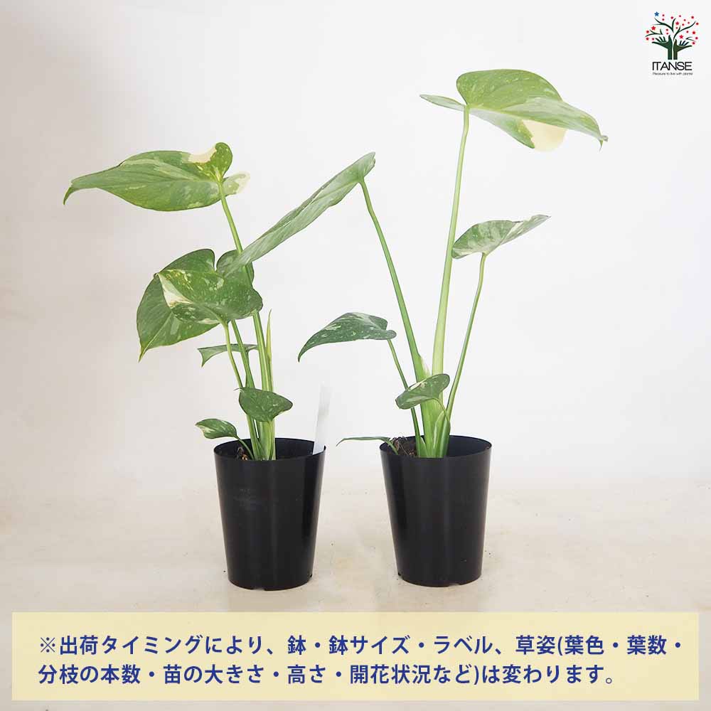モンステラ タイコンステレーション 【観葉植物 3~4号/1個売り】