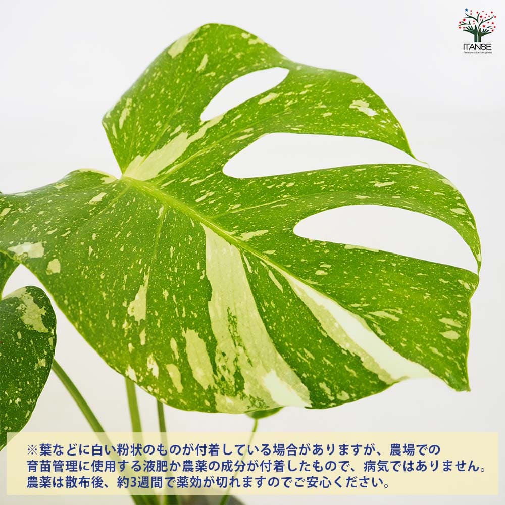 モンステラ・タイコンステレーション Table-M | 観葉植物の通販