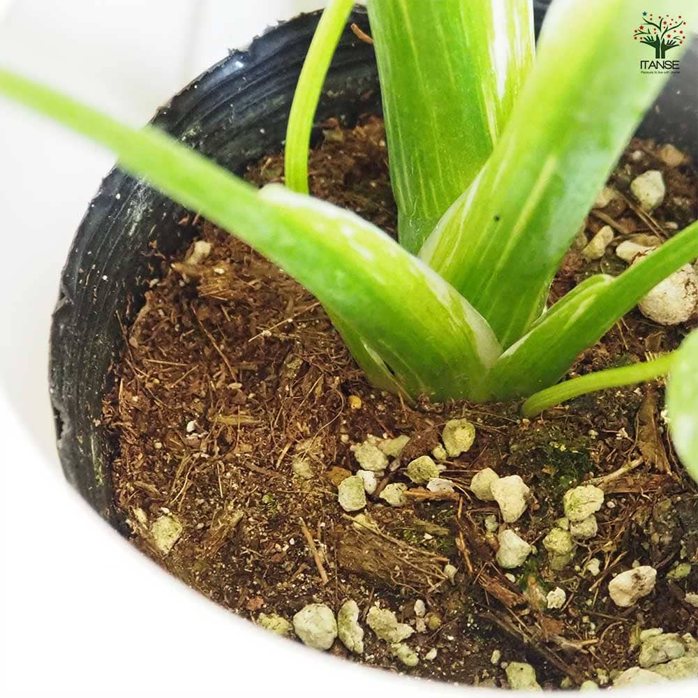 モンステラ タイコンステレーション 【観葉植物 3~4号/1個売り】