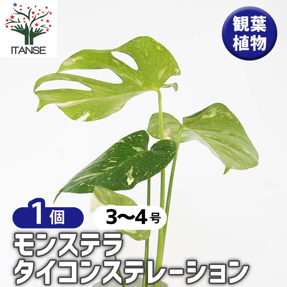 モンステラ タイコンステレーション 【観葉植物 3～4号／1個売り