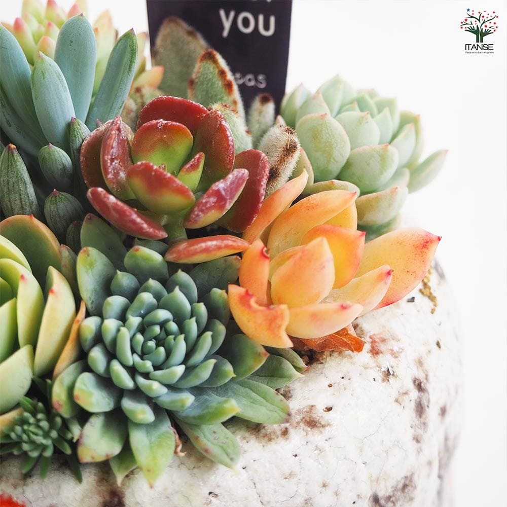 多肉寄せ植え フリルズシリーズ 【多肉植物】｜ 【植物のITANSE