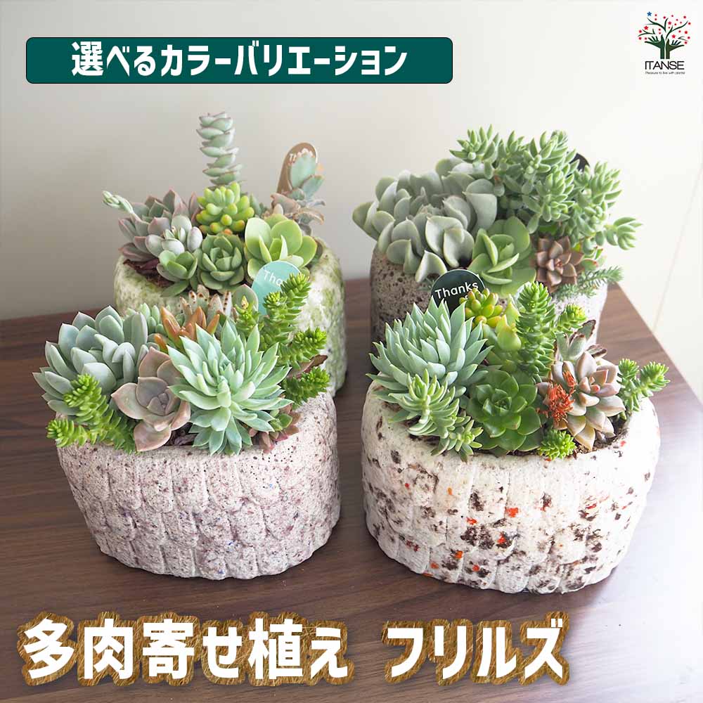 多肉植物　寄せ植え 1点もの】多肉植物の寄せ植え（ホワイトポット） | アトリエ華