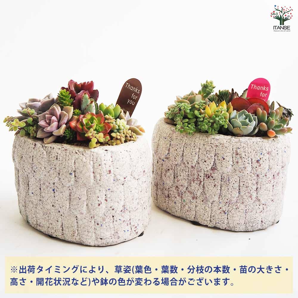 多肉寄せ植え フリルズシリーズ 【多肉植物】｜ 【植物のITANSE