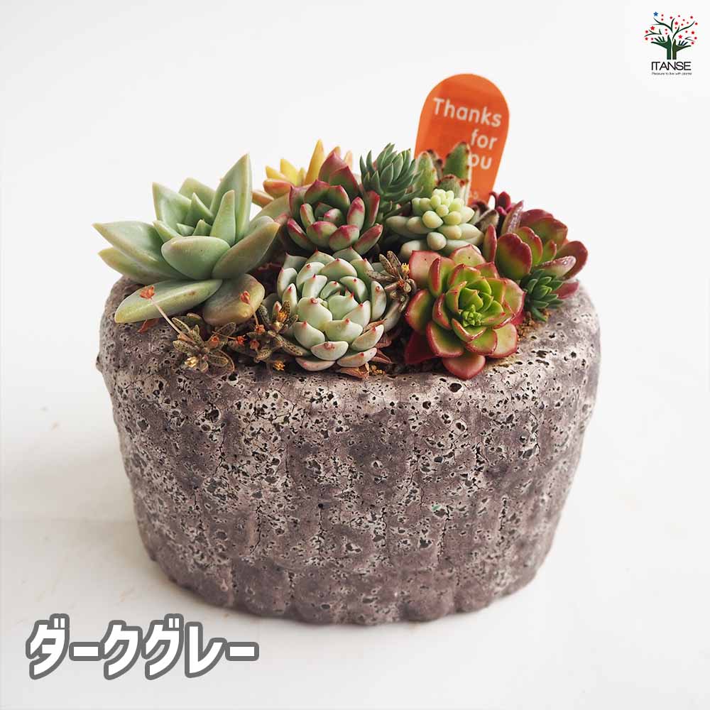 多肉寄せ植え フリルズシリーズ 【多肉植物】｜ 【植物の
