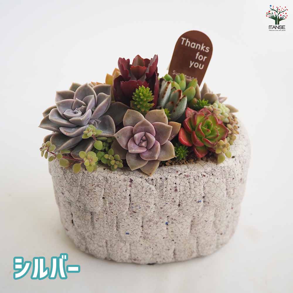 多肉植物　寄せ植え（エンジェル.ウイング鉢♪プードル付き） 多肉植物 寄せ植え（エンジェル.ウイング鉢♪プードル付き） 多肉植物