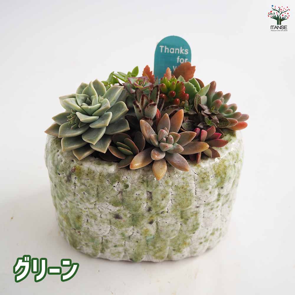 多肉植物　寄せ植え　韓国苗　ブック　a 多肉植物 寄せ植え 韓国苗 ブック a