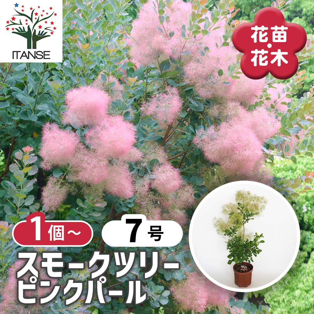 スモークツリー　ピンクパール　テラコッタ鉢植え　苗　ケムリの木 楽天市場】スモークツリー ピンクパール 鉢植え テラコッタ鉢