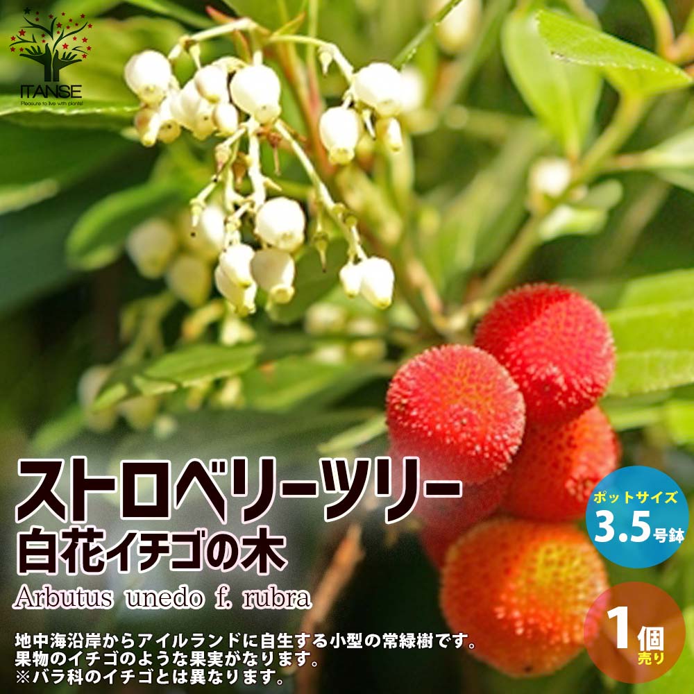 Itanse良品ｾﾚｸﾄ通販