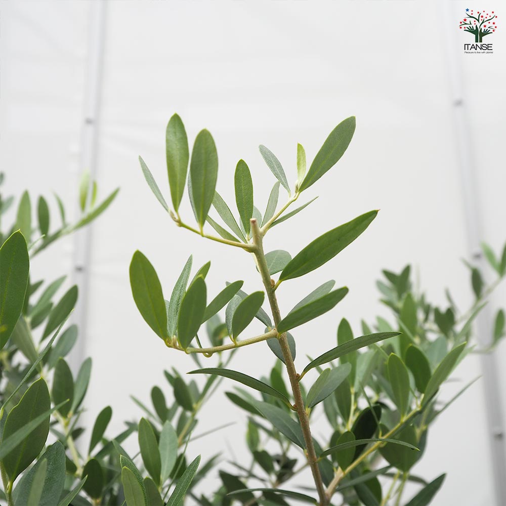 オリーブ ネバディロブランコ 【果樹の苗木 7号／1個売り】｜ 【植物の