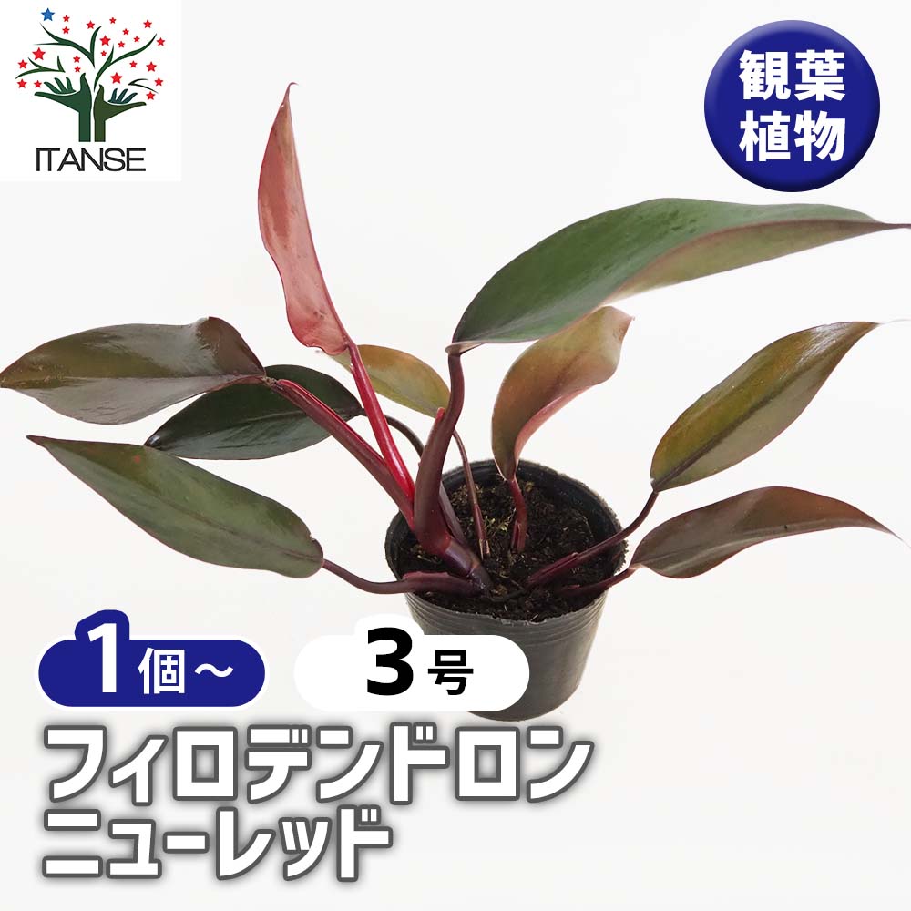 フィロデンドロン ニューレッド 【観葉植物 3号】｜ 【植物の