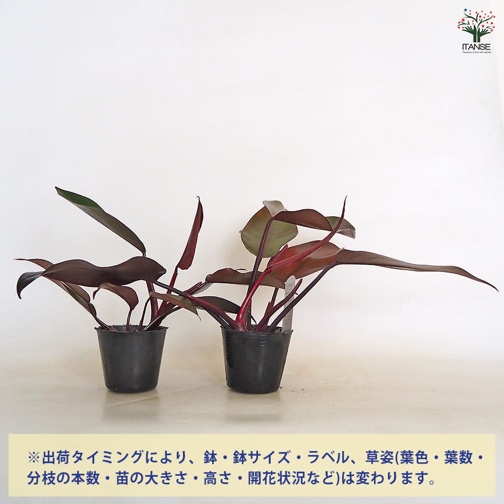 フィロデンドロン ニューレッド 【観葉植物 3号】｜ 【植物の