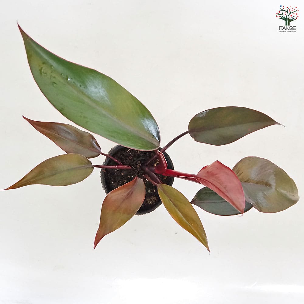 フィロデンドロン ニューレッド 【観葉植物 3号】｜ 【植物の