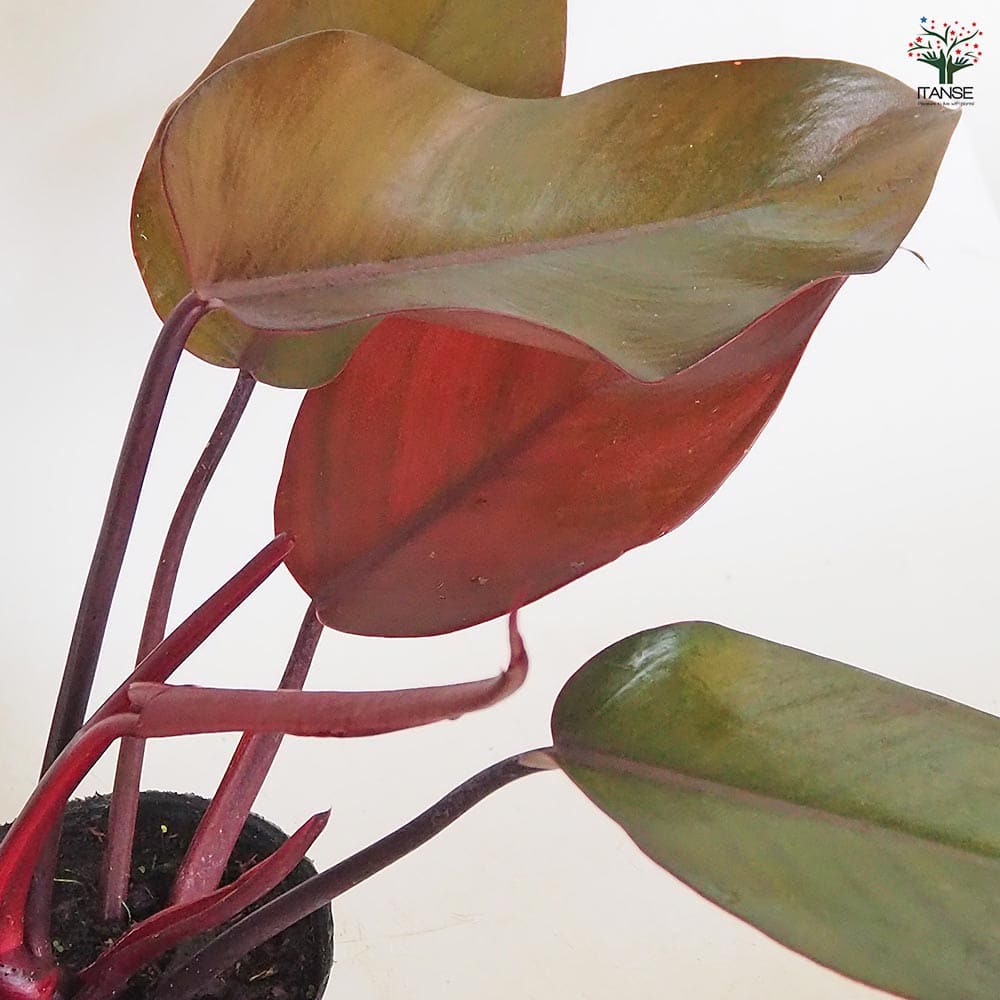 フィロデンドロン ニューレッド 【観葉植物 3号】｜ 【植物の