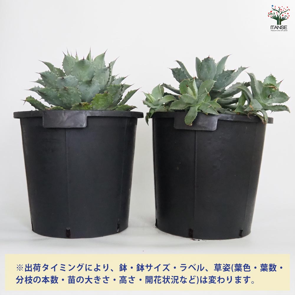 アガベ 雷神 【多肉植物 12号／1個売り】｜ 【植物のITANSE