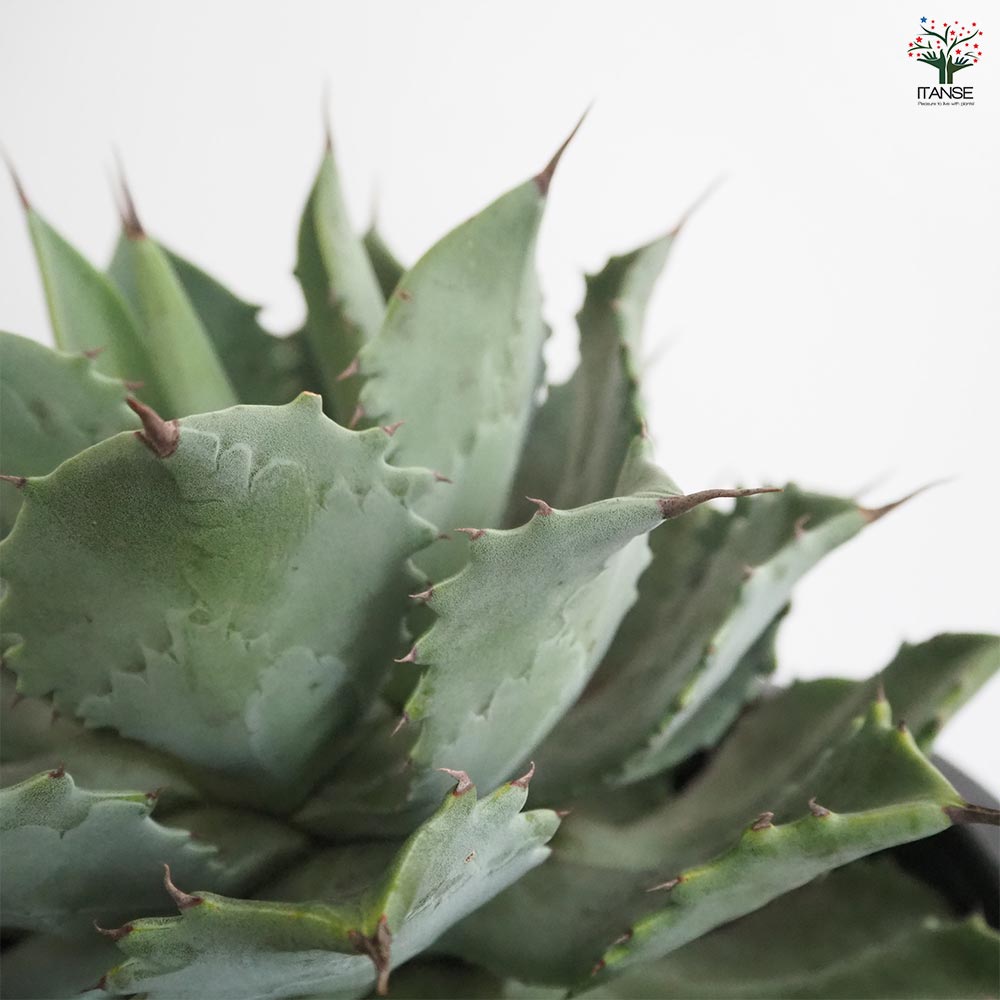 アガベ 雷神 【多肉植物 12号／1個売り】｜ 【植物のITANSE