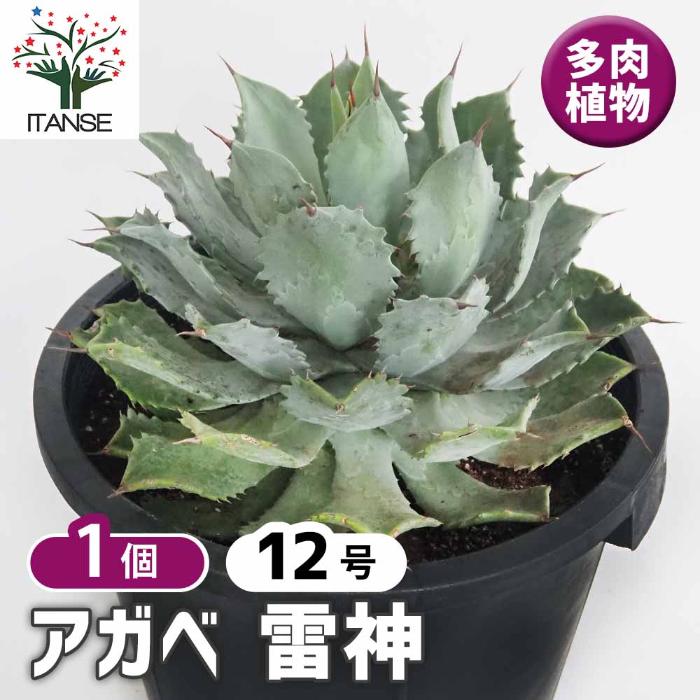 アガベ 雷神 【多肉植物 12号／1個売り】｜ 【植物のITANSE