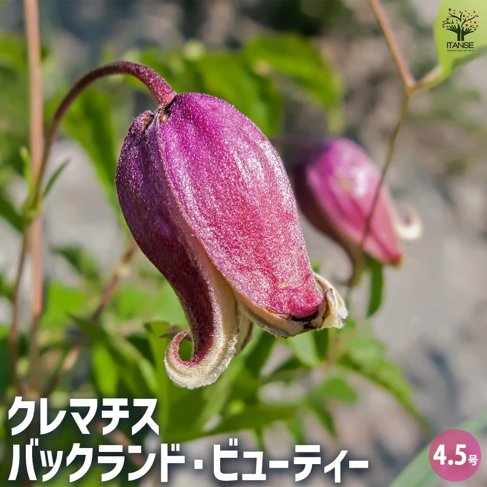 クレマチス バックランド ビューティー 【花苗 4.5号／1個売り