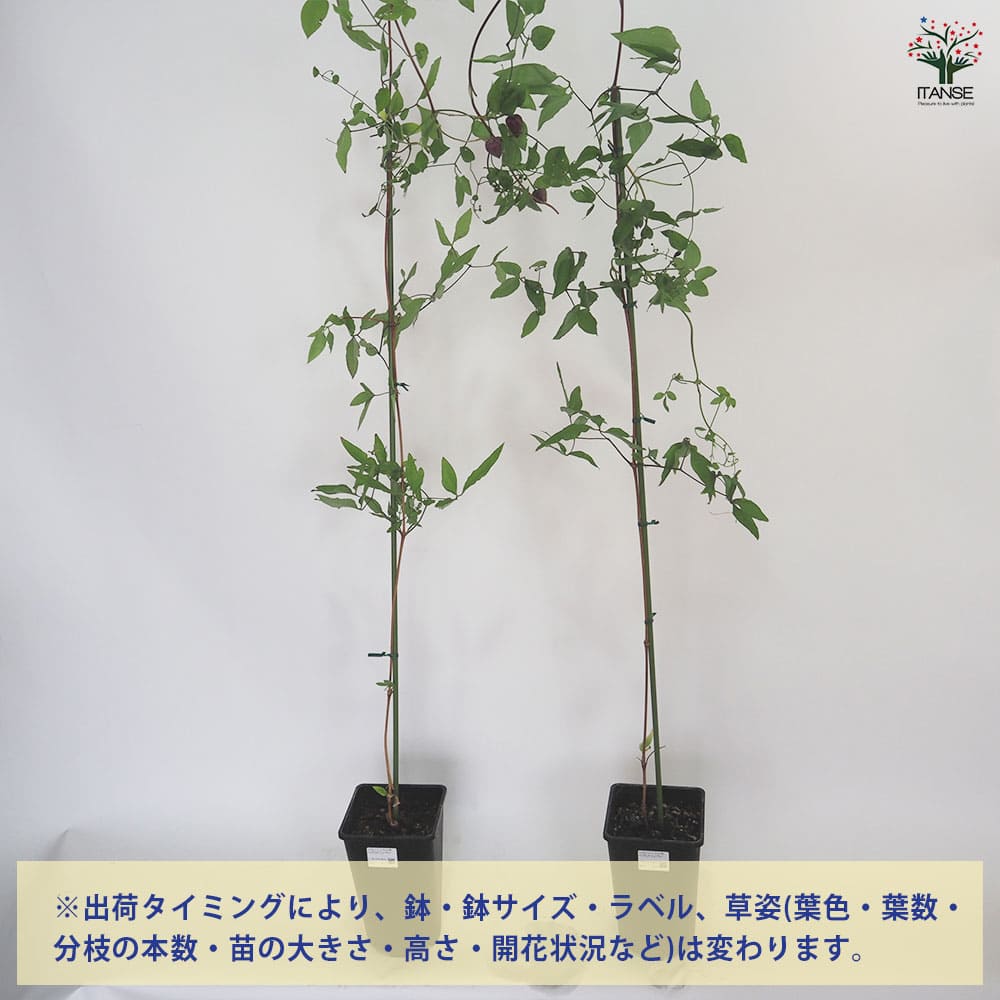 クレマチス バックランド ビューティー 【花苗 4.5号／1個売り