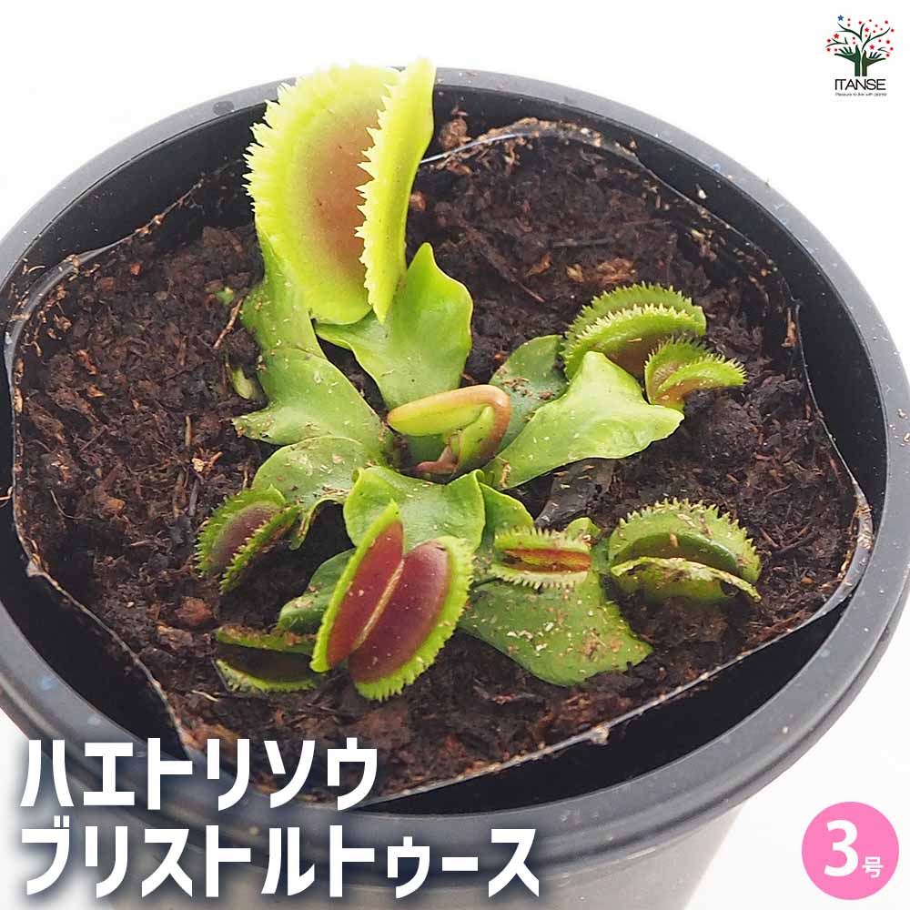 食虫植物 ハエ取り草 ブリストルトゥース 【観葉植物 3号／1個売り】