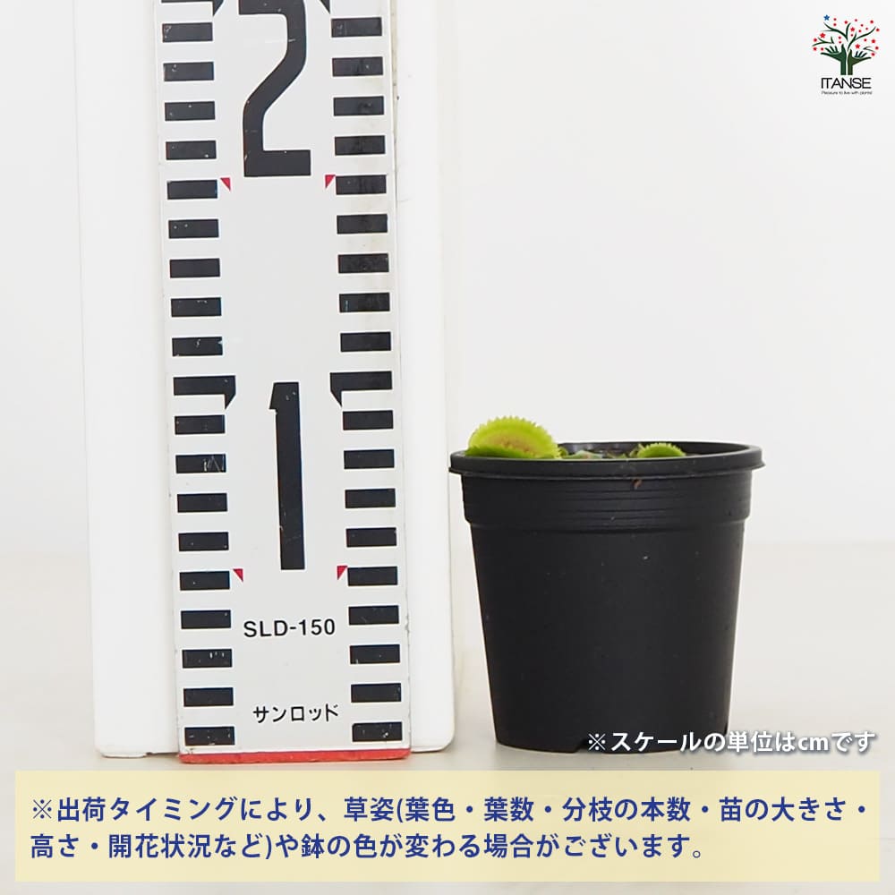 食虫植物 ハエ取り草 ブリストルトゥース 【観葉植物 3号／1個売り】