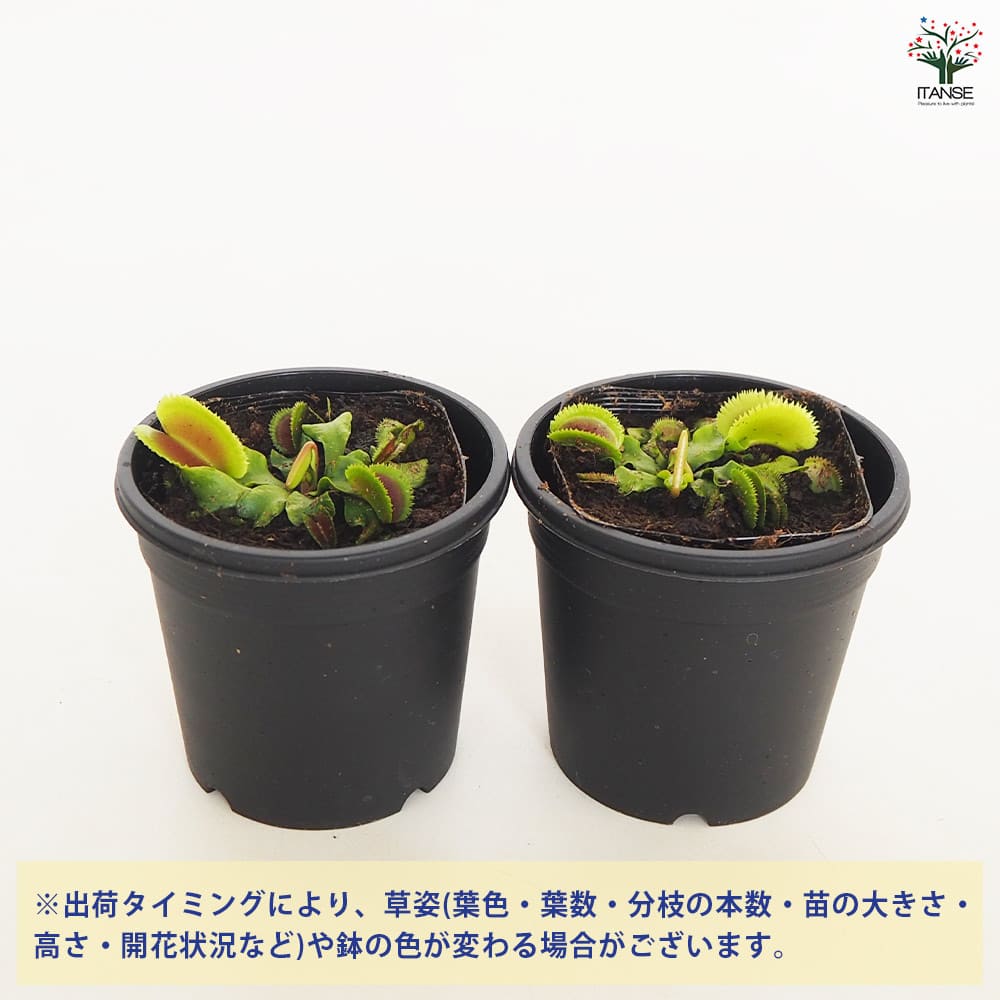 食虫植物 ハエ取り草 ブリストルトゥース 【観葉植物 3号／1個売り】