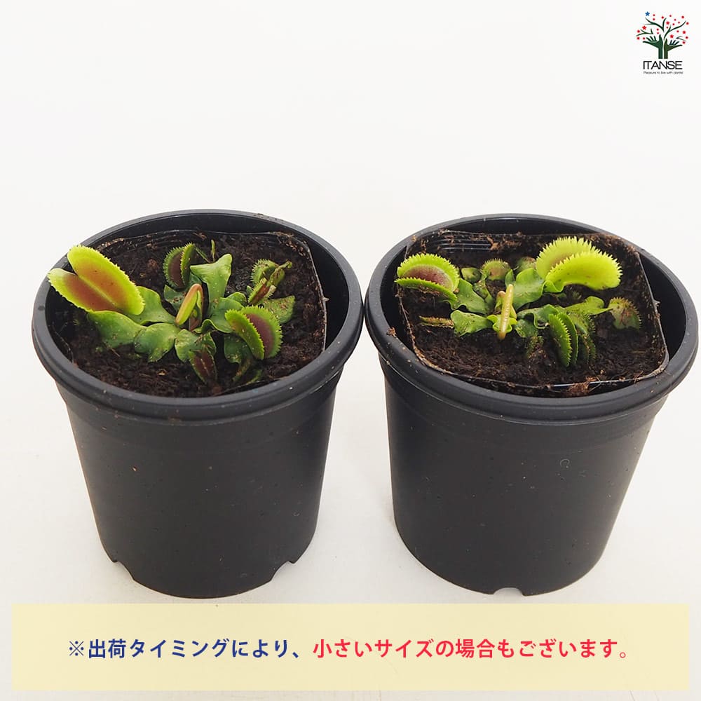 食虫植物 ハエ取り草 ブリストルトゥース 【観葉植物 3号／1個売り】