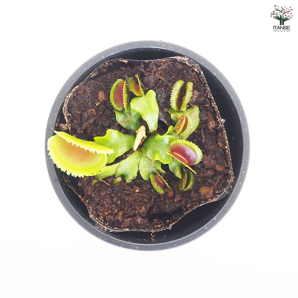 食虫植物 ハエ取り草 ブリストルトゥース 【観葉植物 3号／1個売り】