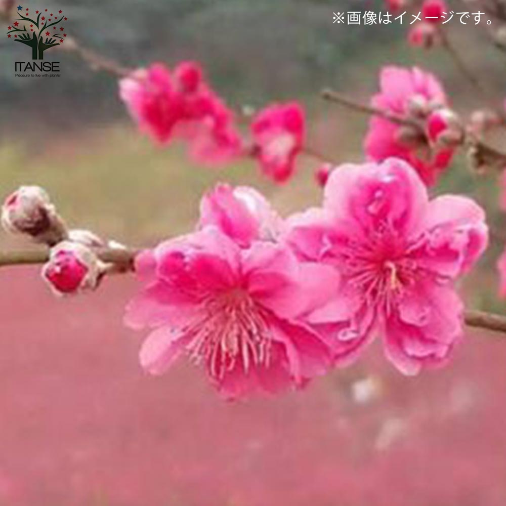 大紅蟠桃　苗　蟠桃　バントウ　桃　樹木　果樹　珍しい　果物 000000004502-06-l.jpg?t=