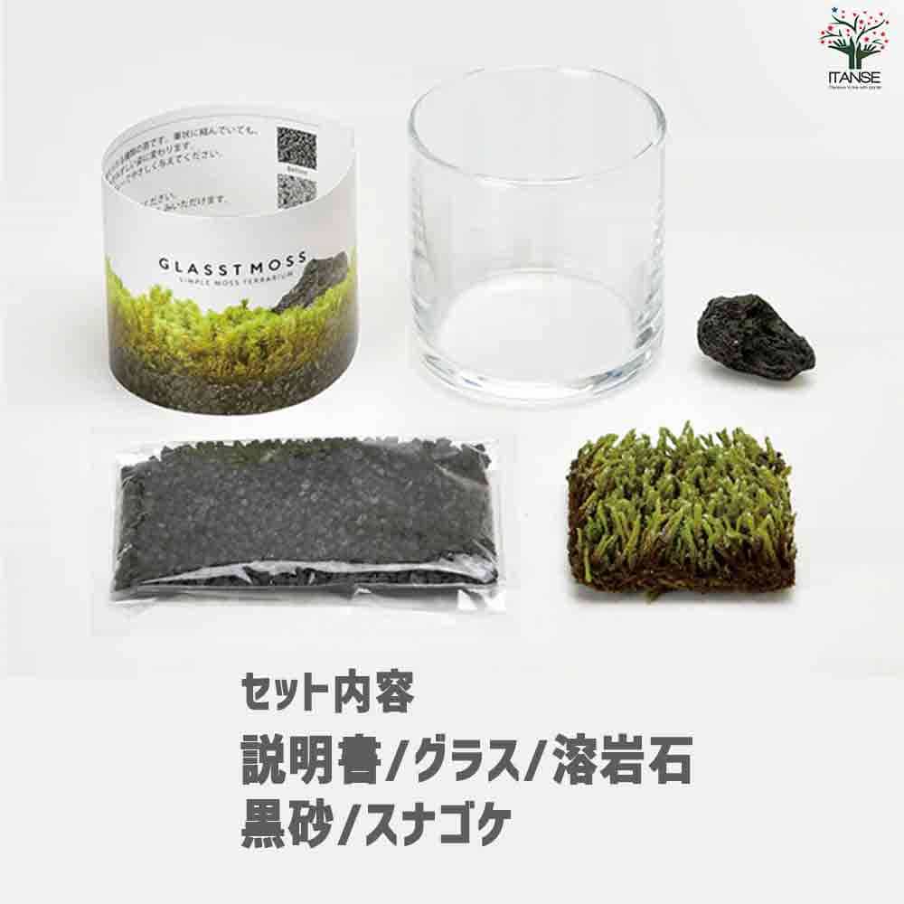 栽培セット グラストモス L 【1個売り】｜ 【植物のITANSE】全品