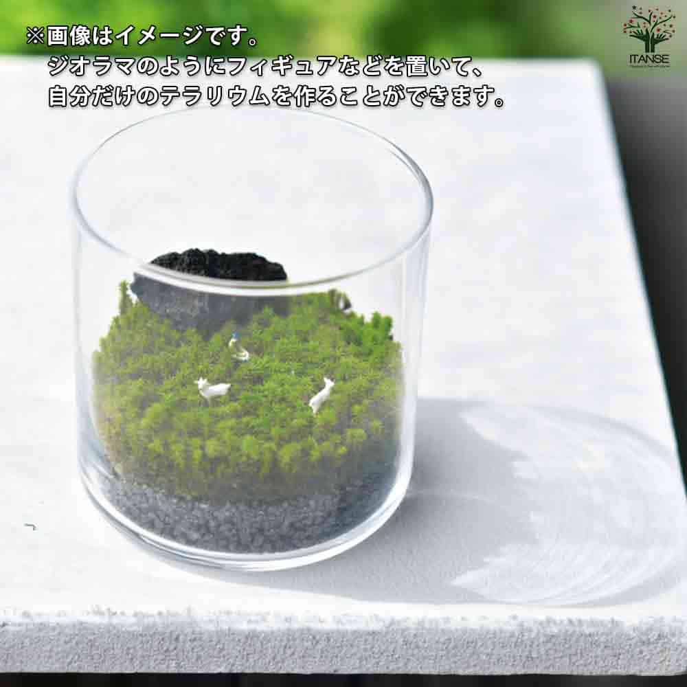 栽培セット グラストモス L 【1個売り】｜ 【植物のITANSE】全品