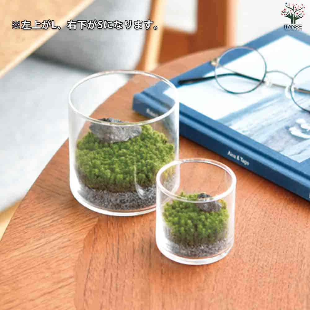 栽培セット グラストモス L 【1個売り】｜ 【植物のITANSE】全品